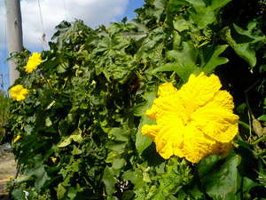 へちまの花（ナーベーラー） 