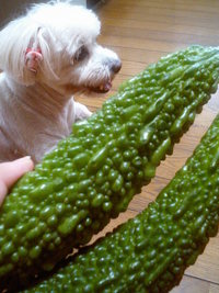 沖縄夏野菜・ゴーヤー