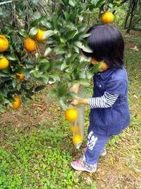 本部町伊豆味・タンカン狩り