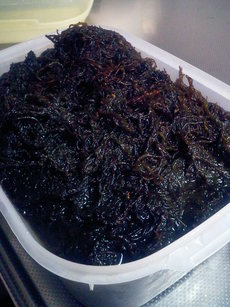 沖縄の天然もずく