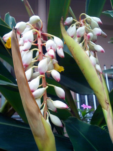 月桃の花(サンニンの花)がつぼみから生まれる所