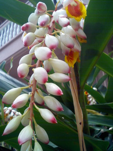 月桃の花（サンニンの花）