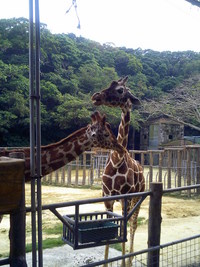 沖縄こどもの国・キリンカンペイの子供達（ＧＷにて）