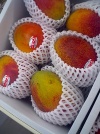 沖縄産アップルマンゴー