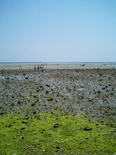 浜下り(ハマウリ)・旧暦3月3日沖縄行事