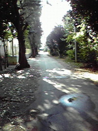 ハルとお散歩
