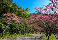 山がピンクに染まる沖縄の春の風物詩「桜まつり」