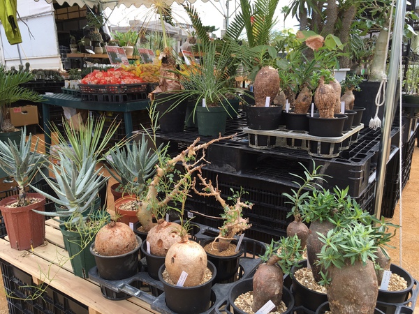 bizarre plants bizarre plants