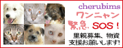 動物たちを守る会 ケルビム