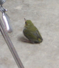 何かのメッセージなのか？…動物たち 2008/06/11 09:10:00