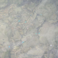 青い熱帯魚を発見!