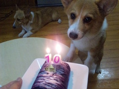 10歳になりました