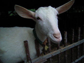 琉球村の山羊