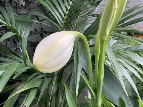 提灯の様に膨らんで 提灯の様に膨らんで