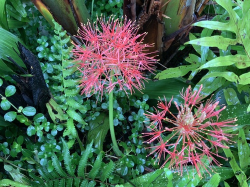 花火が開いた 花火が開いた