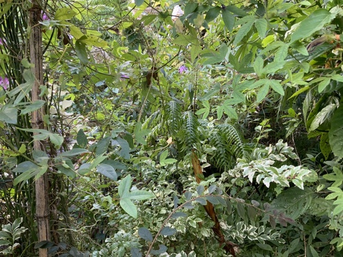 繁茂し過ぎのアメジスト 繁茂し過ぎのアメジスト