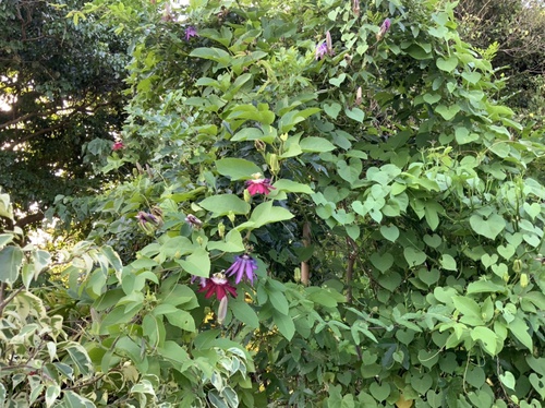 繁茂し過ぎのアメジスト 繁茂し過ぎのアメジスト