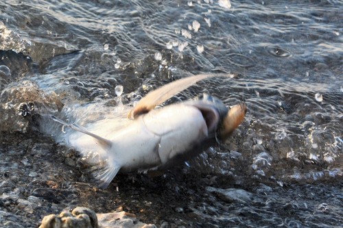 釣りをする人 釣りをする人