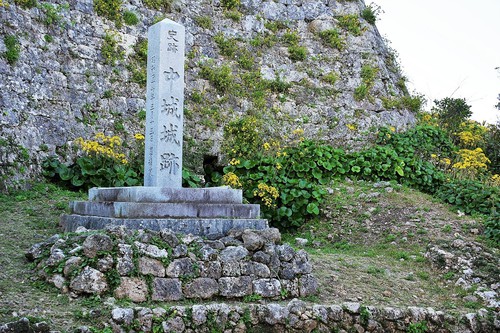 中城城趾のツワブキ 中城城趾のツワブキ