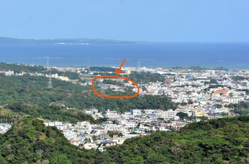 中城城趾のツワブキ 中城城趾のツワブキ
