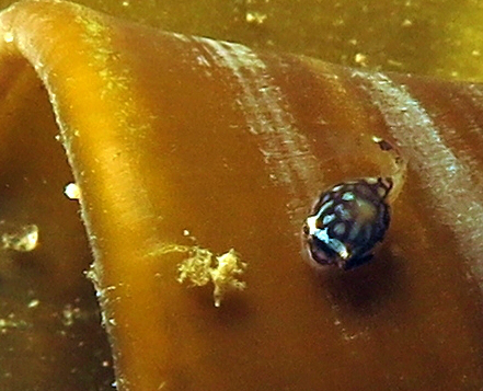 ホテイウオの幼魚
