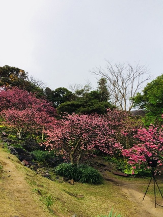 今帰仁グスク桜まつりに行きました！
