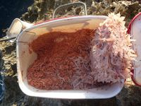 負~((((;゚Д゚))))釣れん日々…