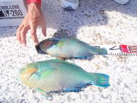櫻技巧会親睦釣り大会 in 伊江島