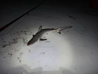 にんじぶすく