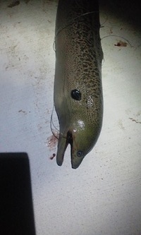 にんじぶすく