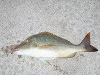 短時間釣行