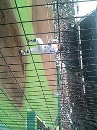 甲子園から生中継 2008/04/04 13:35:18
