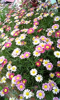 辛口コメントって 2008/04/30 15:23:49