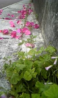 今年、高校の同窓会があります 2008/05/04 13:57:01