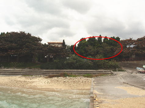 bisa2 目の前がまさに海！本部町備瀬の土地がマタマタ出ました♪～ご成約～