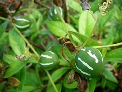 沖縄雀瓜