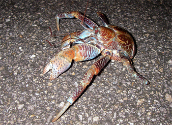 やしがに発見