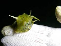 ムンちゃんを捕まえよう!