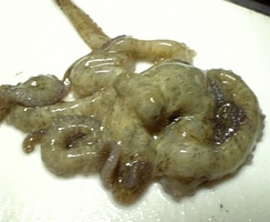 今秋初イザリ