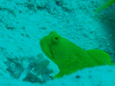 秋でもまだまだ海!