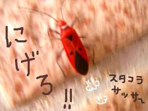 おかめはんレッド