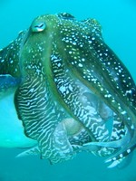クブシミの産卵