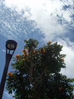 ORANGE*