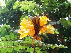 ORANGE*