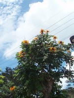 ORANGE*