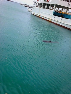 迷い海豚