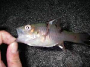 釣り部・活動開始