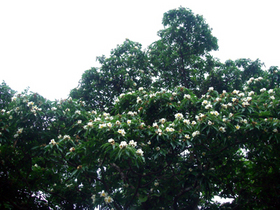 イジュの花