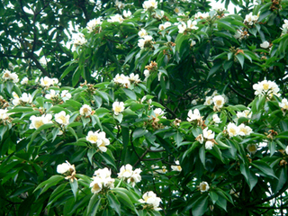 イジュの花