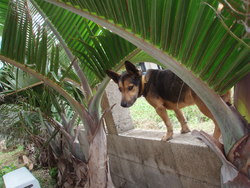 八重泉の看板犬!?